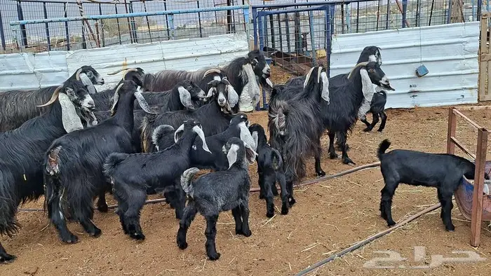 معزا عوارض صنف 0