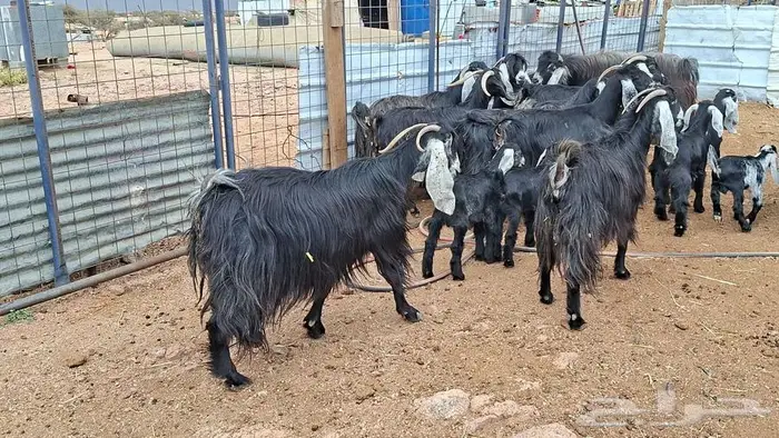 معزا عوارض صنف 5