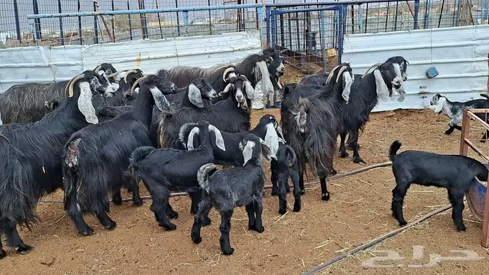 معزا عوارض صنف 8