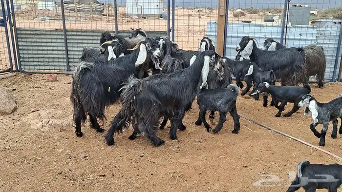 معزا عوارض صنف 7