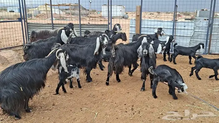 معزا عوارض صنف 9