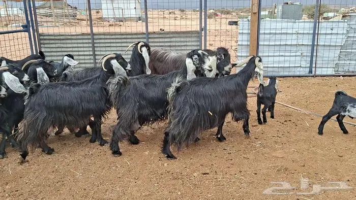 معزا عوارض صنف 13