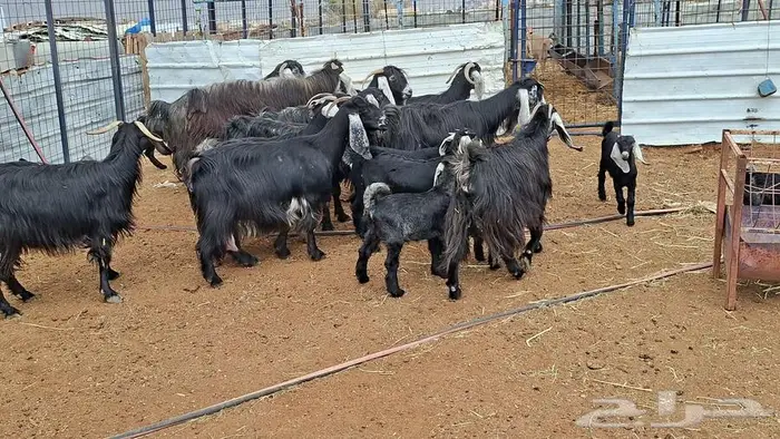 معزا عوارض صنف 14