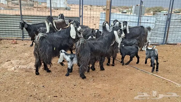 معزا عوارض صنف 11