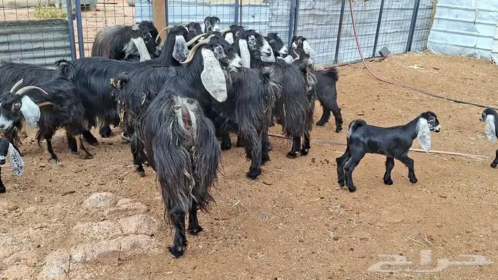 معزا عوارض صنف 10