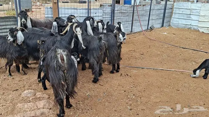 معزا عوارض صنف 15