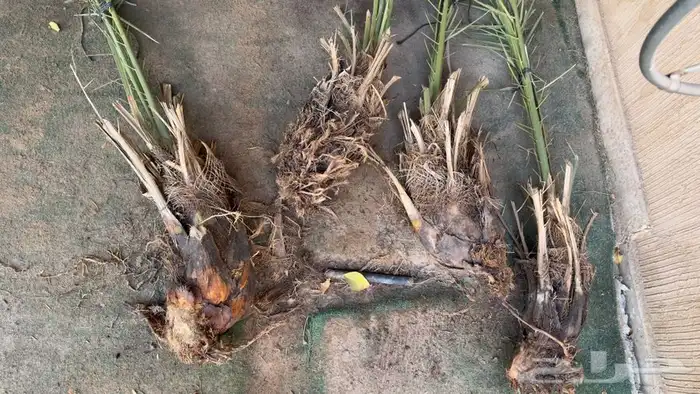 4 فسايل نخل خلاص الاحساء 0