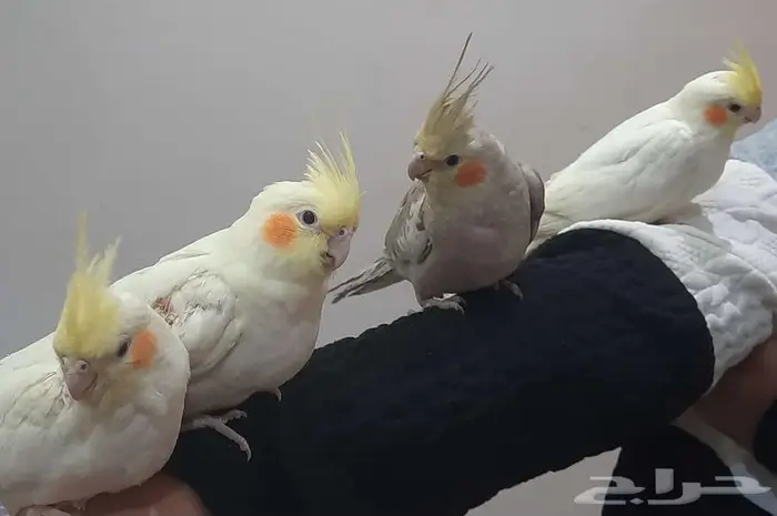 فروخ كراون لاتنيوم هولنديه متكلم الذكر مشالله 5