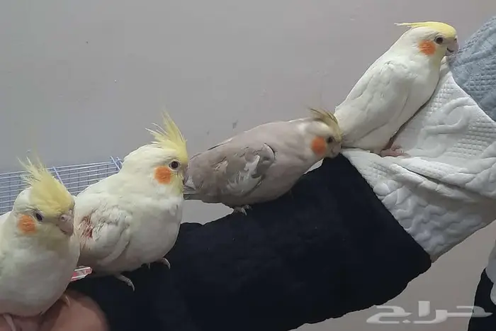 فروخ كراون لاتنيوم هولنديه متكلم الذكر مشالله 4