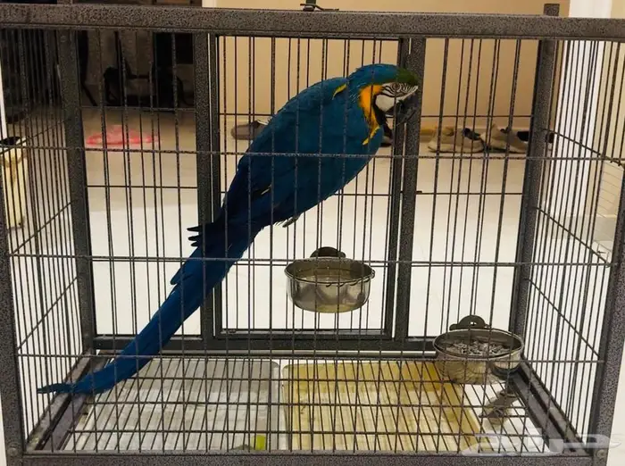 انثى مكاو بلو اندقولد للانتاج 1