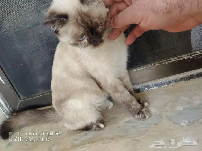 قطه ضائعه حي المعذر الشمالي 0