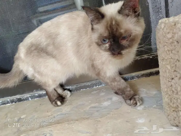 قطه ضائعه حي المعذر الشمالي 1