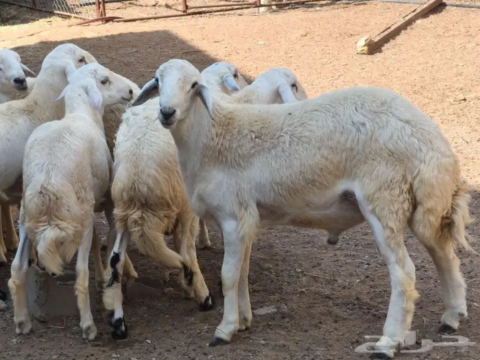 خرفان حريات للبيع محايل عسير 0