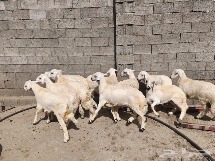 خرفان حريات للبيع محايل عسير 2
