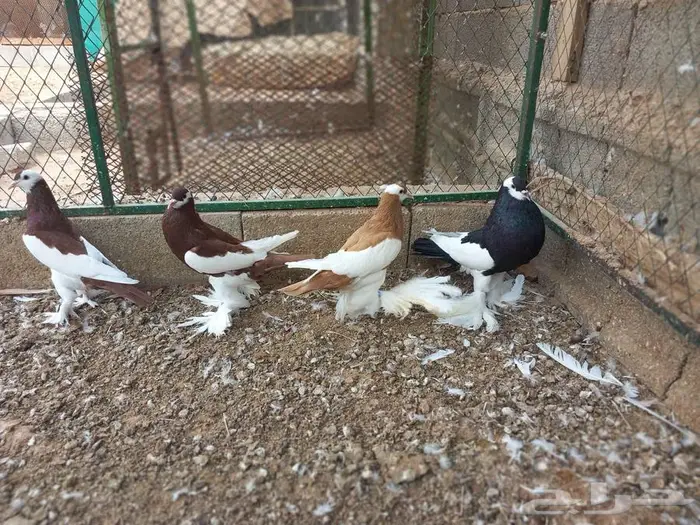 نفاخ مسوبع للبيع 0