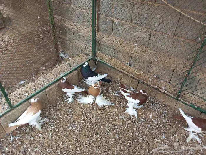 نفاخ مسوبع للبيع 1