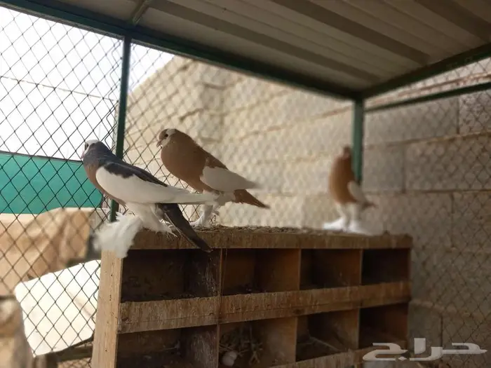 نفاخ مسوبع للبيع 2