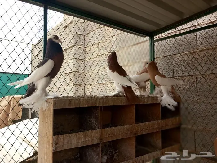 نفاخ مسوبع للبيع 3