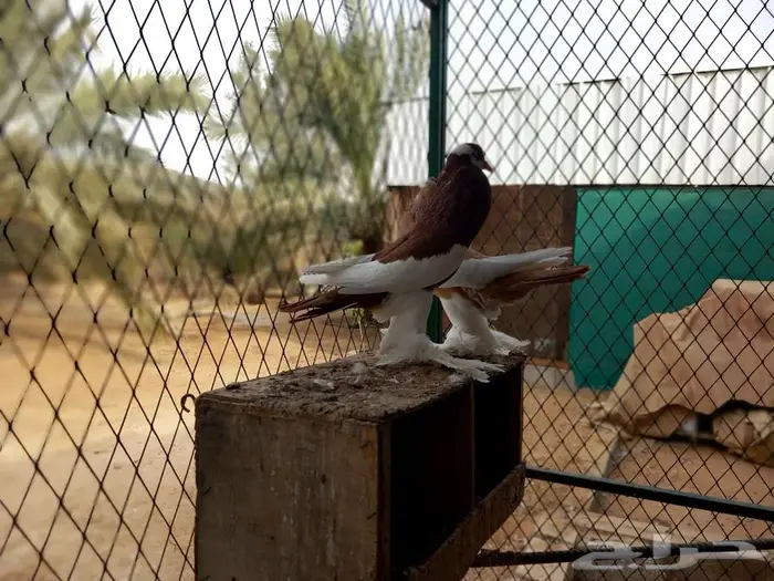 نفاخ مسوبع للبيع 4