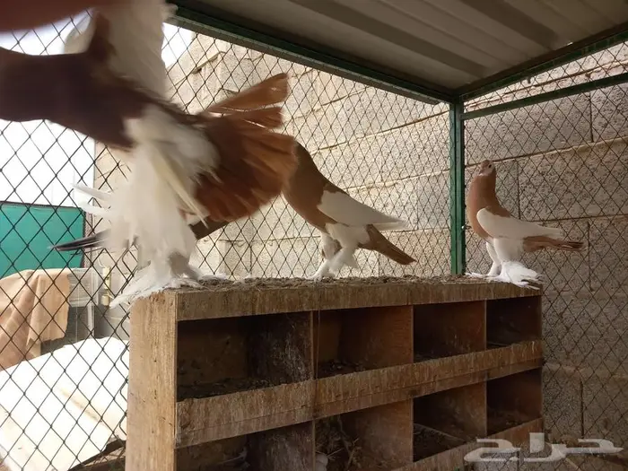 نفاخ مسوبع للبيع 5