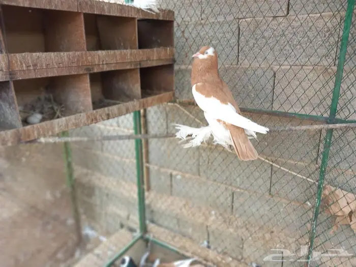 نفاخ مسوبع للبيع 6