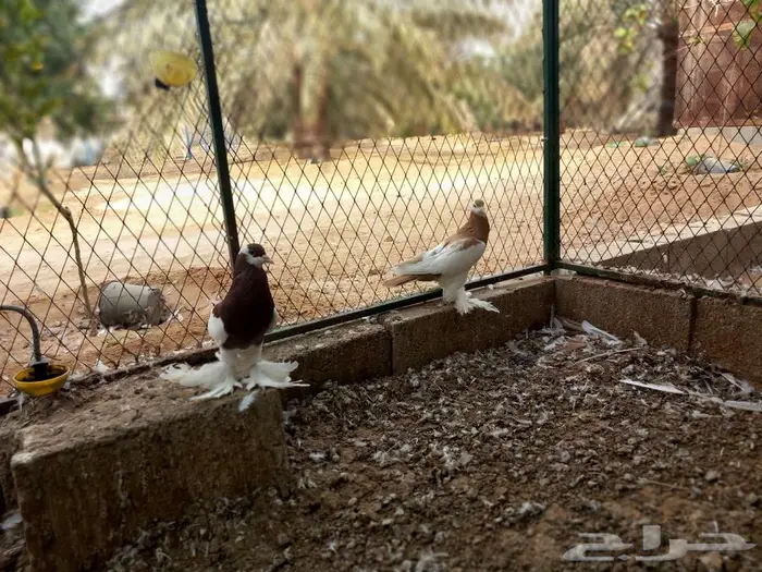 نفاخ مسوبع للبيع 7