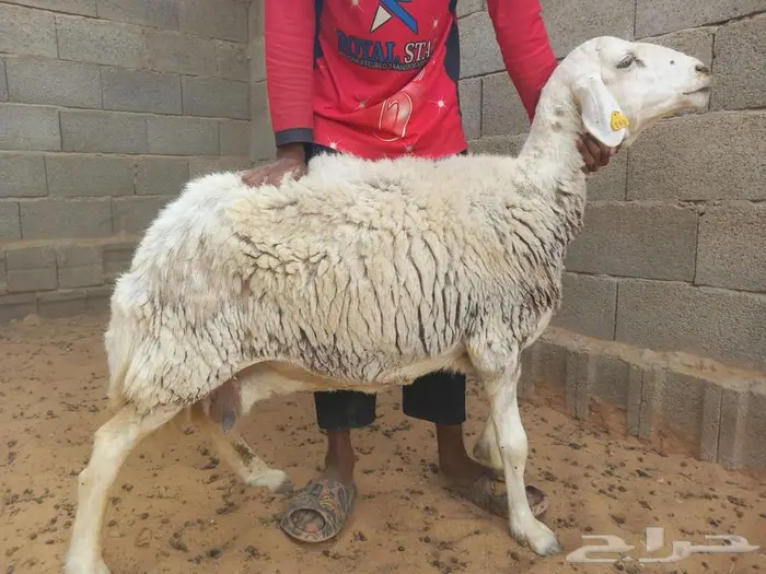 غنم حري للبيع 12