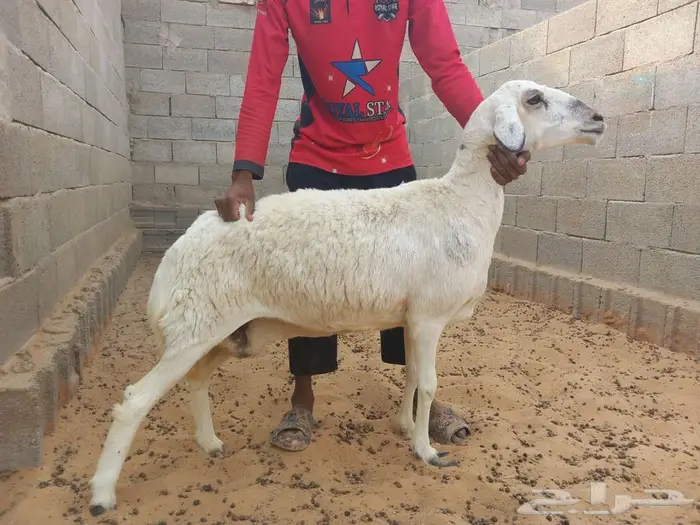 غنم حري للبيع 13
