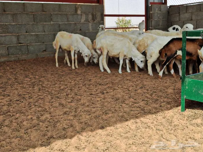 طليان رفيدي بلدي 6