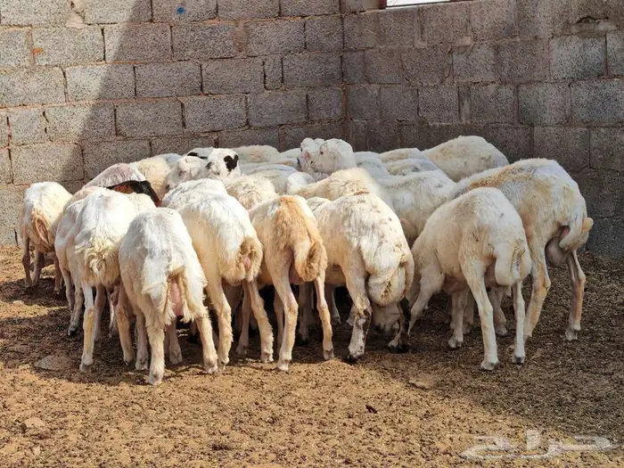 طليان رفيدي بلدي 1