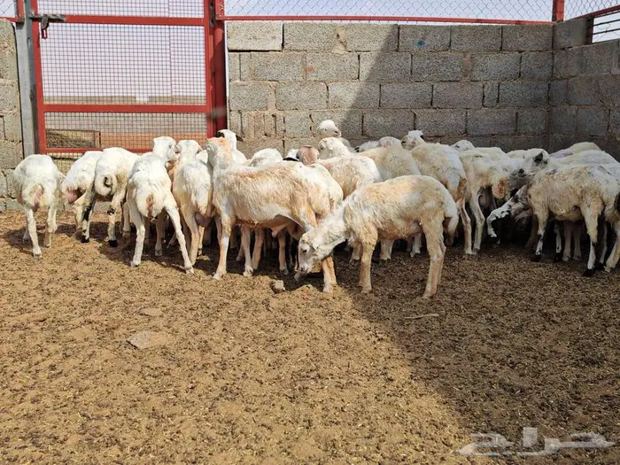 طليان رفيدي بلدي 5