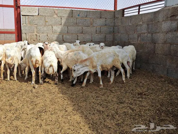 طليان رفيدي بلدي 2