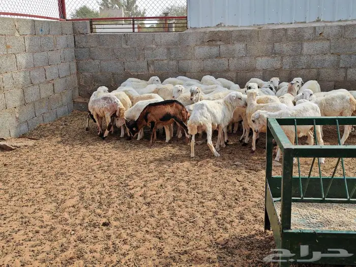 طليان رفيدي بلدي 4