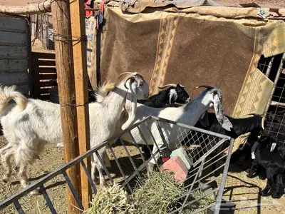 معز طيبه index