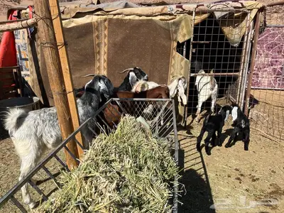 معز طيبه index