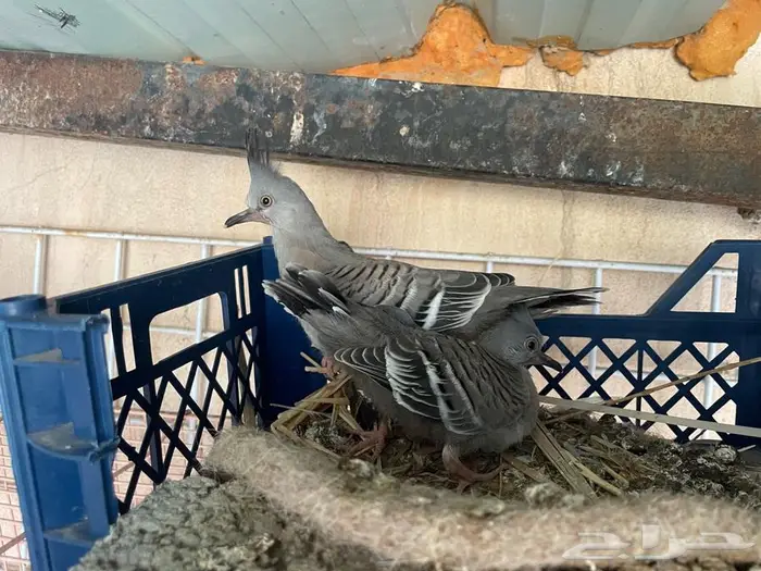 طبه خلخليت اخوان 0