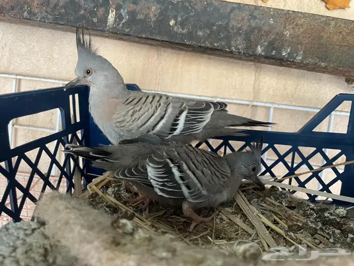 طبه خلخليت اخوان 1