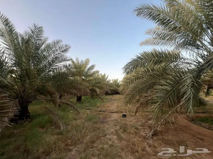 مزرعة للبيع بالقصيم 6