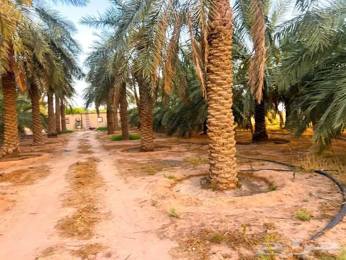مزرعة للبيع بالقصيم 18