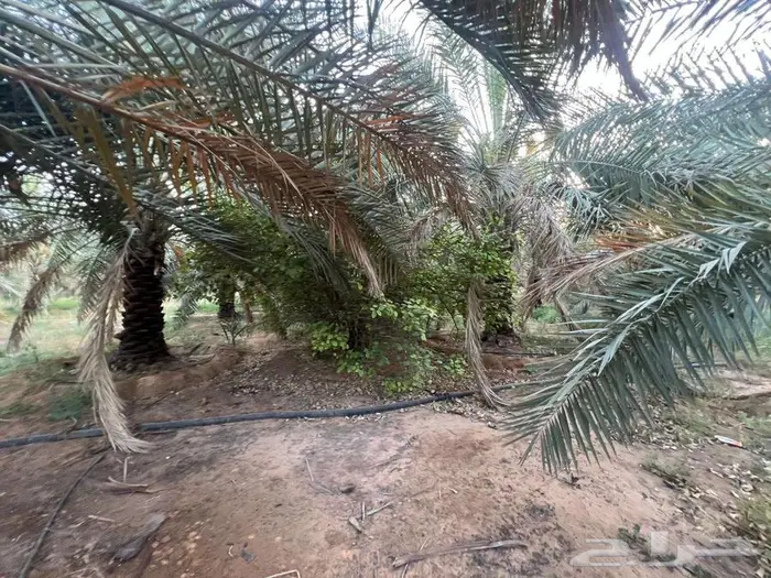 مزرعة للبيع بالقصيم 8