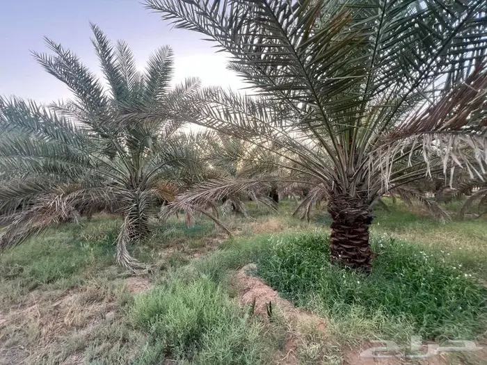 مزرعة للبيع بالقصيم 17