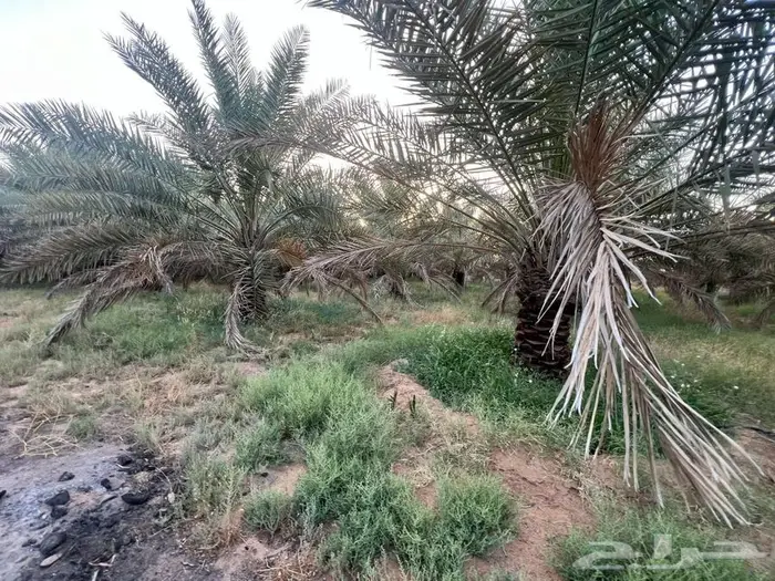 مزرعة للبيع بالقصيم 10