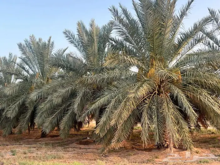 مزرعة للبيع بالقصيم 11