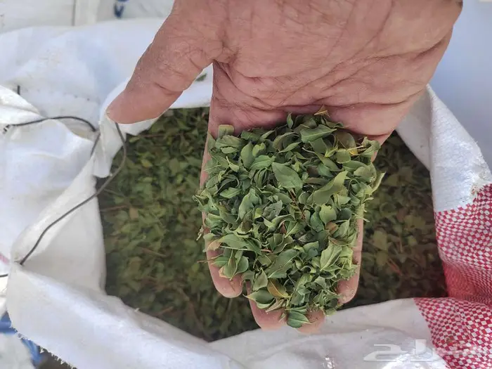 حنا ورق ..بينبع النخل 0