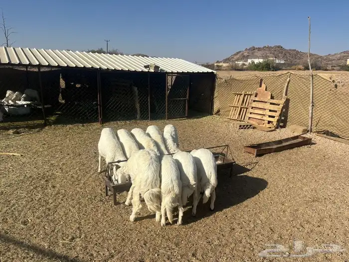 خرفان للبيع 0