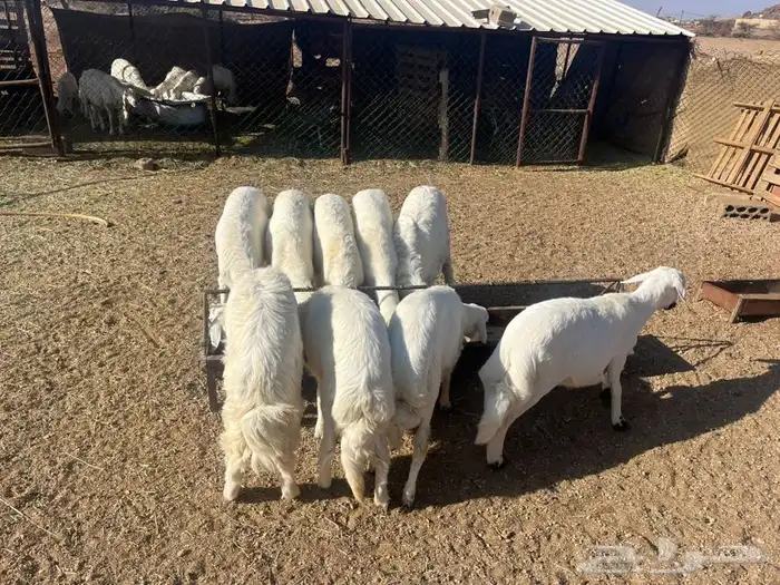خرفان للبيع 2