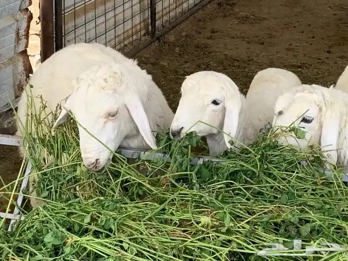 ذبائح ضيافة وثلاجة بالتقسيط ( تمارا) 5