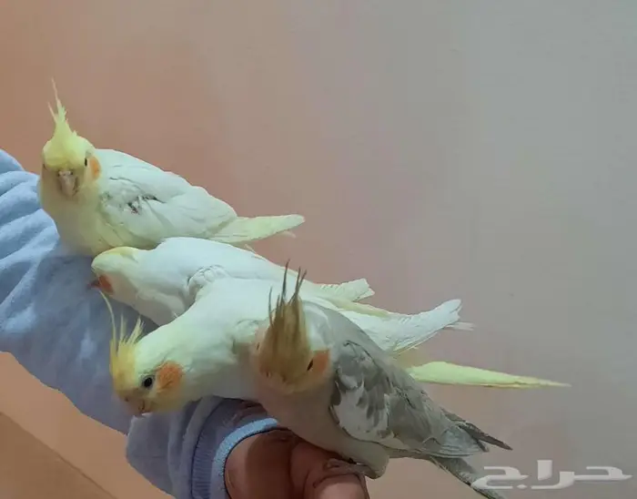 فروخ كراون لاتنيوم هولنديه متكلم الذكر مشالله 1