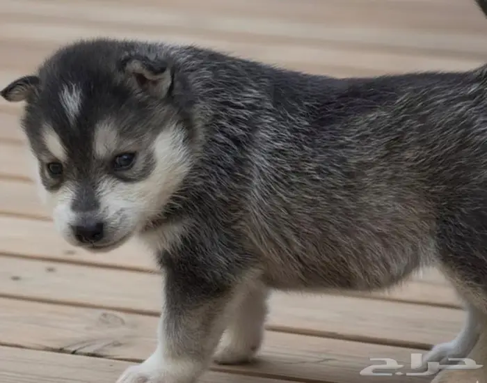 جراء هاسكي احجام ممتازه 5