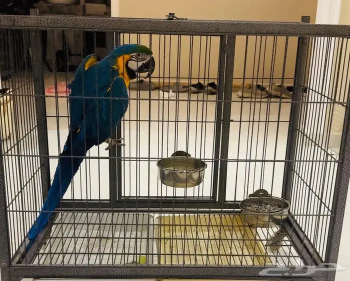 انثى مكاو بلو اندقولد للانتاج 2